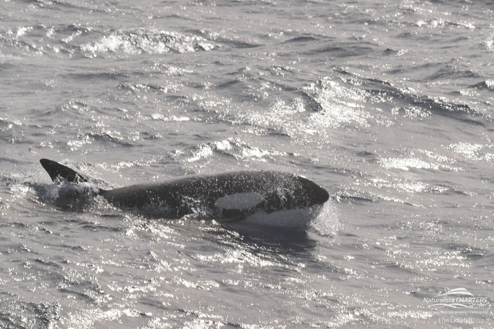Killer Whale sluicing through the waters of Bremer Canyon